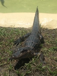 Fun Spot-Gator Spot 017