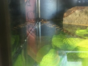 Fun Spot-Gator Spot 024