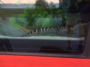 Fun Spot-Gator Spot 025