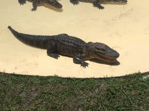 Fun Spot-Gator Spot 042