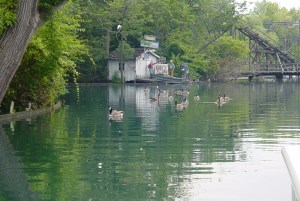 Canadian Geese on the Cedar Point Lagoons
