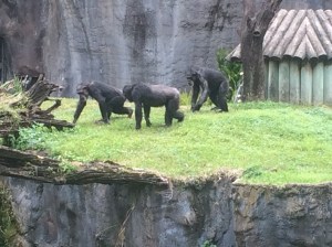 Busch Gardens Tampa 085