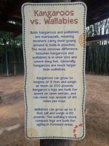 Busch Gardens and Fun Spot America 034