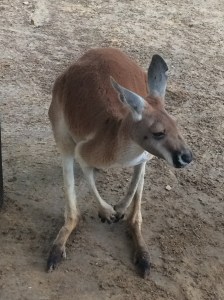 Busch Gardens and Fun Spot America 035