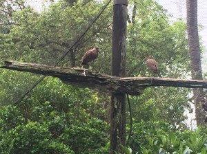 Busch Gardens and Fun Spot America 047