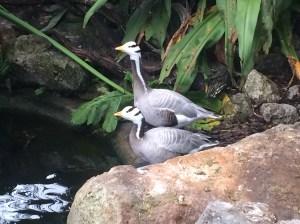 Busch Gardens and Fun Spot America 052