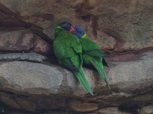 Busch Gardens and Fun Spot America 079