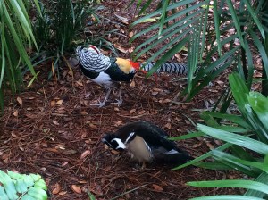 Busch Gardens and Fun Spot America 081