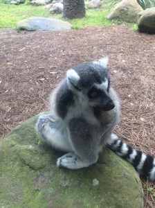 Busch Gardens Tampa 111