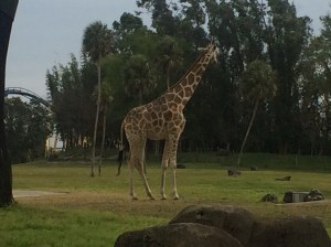 Busch Gardens Tampa 121