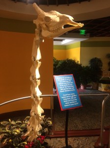 Busch Gardens Tampa 144